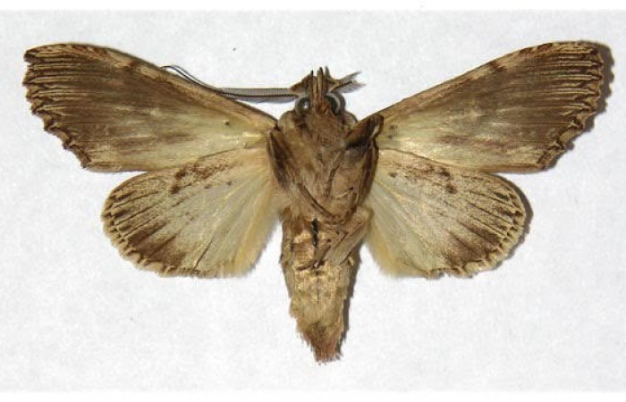 Fig 4. Macho de <i>Xylodonta terrena</i></i>. Vista ventral, de 47mm de longitud.. Voucher: 97-SRNP-764-DHJ322331.jpg