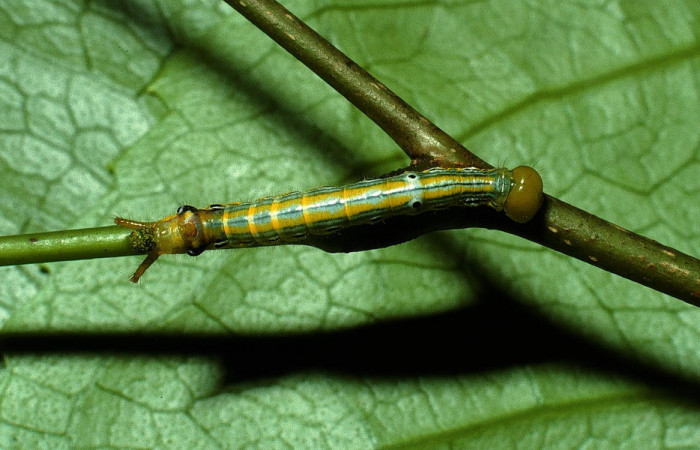 Fig.5.Larva de <i>Xylodonta terrena</i></i>. Vista dorsal, de 24mm de longitud. Voucher: 03-SRNP-3393-DHJ72426.jpg. 