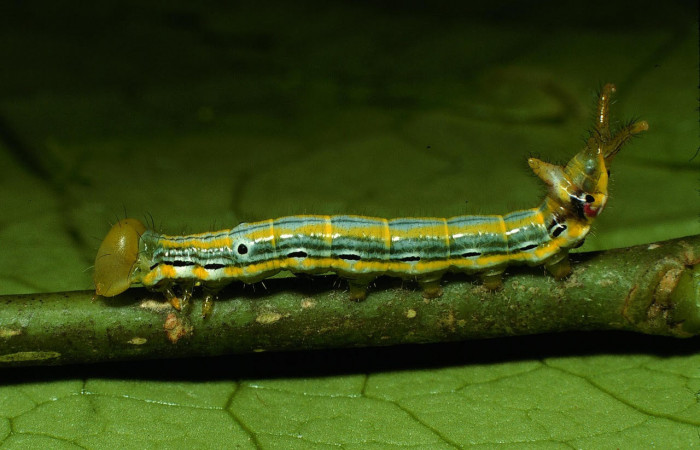 Fig.6. Larva de <i>Xylodonta terrena</i></i>.  Vista lateral, de 24mm de longitud. Voucher: 03-SRNP-3393-DHJ72422.jpg. 