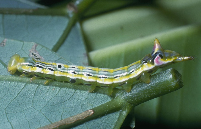Fig.7. Larva de <i>Xylodonta terrena</i></i>. Vista lateral,27mm de longitud. Voucher: 04-SRNP-2238-DHJ84156.jpg. 