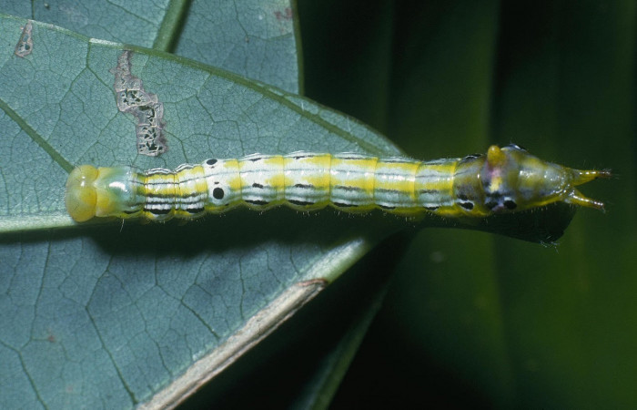 Fig.8. Larva de <i>Xylodonta terrena</i></i>. Vista lateral, de 27mm de longitud.
 Voucher: 04-SRNP-2238-DHJ84155.jpg. 