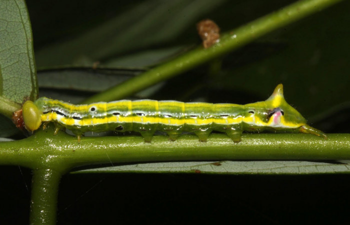 Fig.9. Larva de <i>Xylodonta terrena</i></i>. Vista lateral, de 32mm de longitud. Voucher: 17-SRNP-31659-DHJ739417.jpg. 
