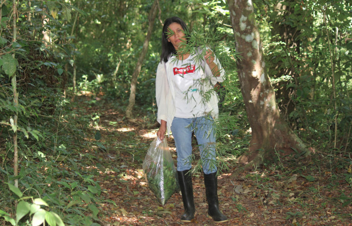 Fig. 10 Planta <i>Rhipidocladum racemiflorum</i></i> (Poaceae) hospedera de larva <i>Inbio hilara</i></i> (Nymphalidae), Los Almendros, Sector El Hacha, 290m.