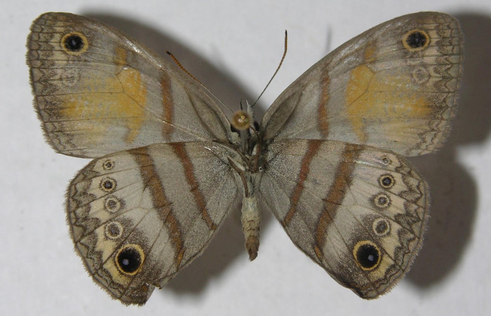 Fig. 1 Adulto <i>Inbio hilara</i></i> (Nymphalidae), vista ventral mide 30mm. Ingas, Sector Pitilla, 580m. 11-SRNP-33589-DHJ555711.