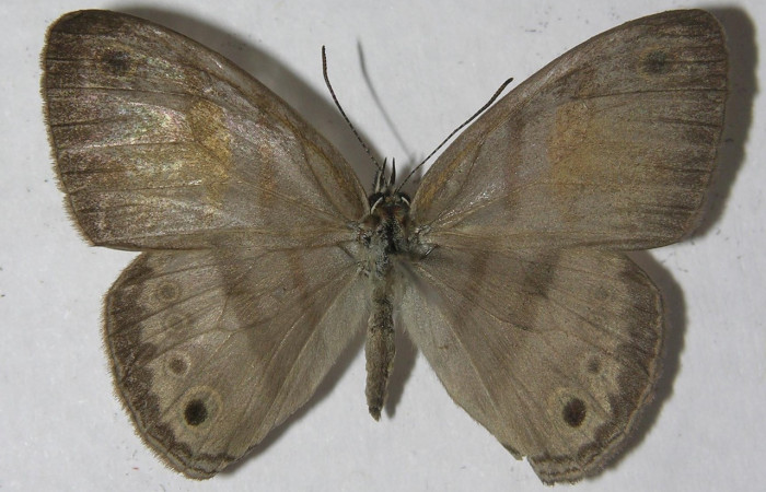 Fig. 2 Adulto <i>Inbio hilara</i></i> (Nymphalidae), vista dorsal mide 30mm. Ingas, Sector Pitilla, 580m. 11-SRNP-33589-DHJ555710.