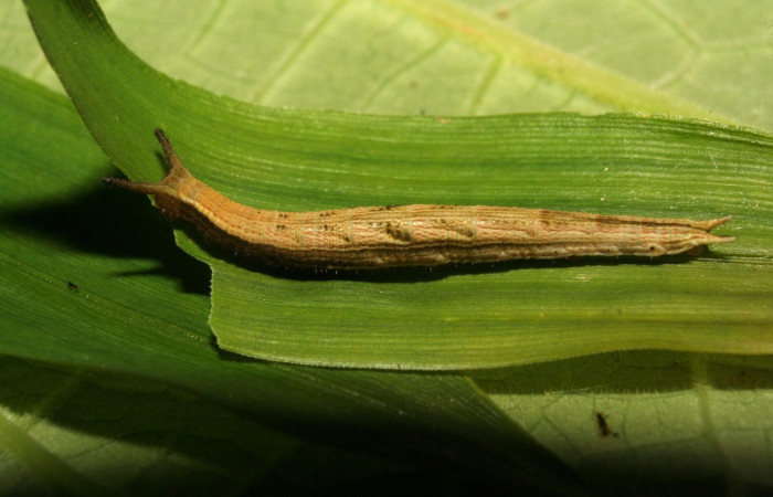 Fig. 3 larva <i>Inbio hilara</i></i> (Nymphalidae), vista dorsal mide 23mm. Ingas, Sector Pitilla, 580m. 11-SRNP-33546-DHJ484914.