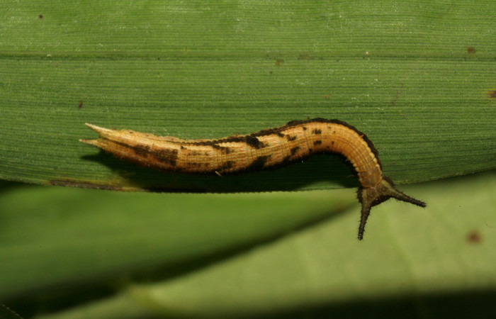 Fig. 4 Larva <i>Inbio hilara</i></i> (Nymphalidae), vista dorsal entera mide 18mm. Ingas, Sector Pitilla, 580m. 11-SRNP-33491-DHJ484925.