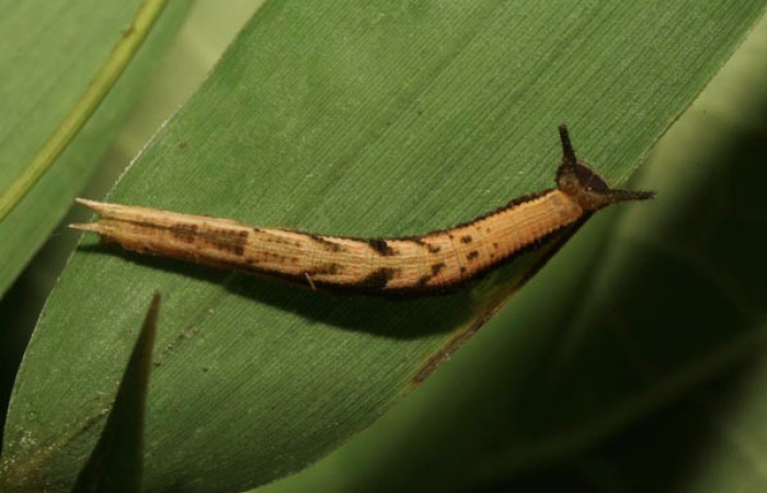 Fig. 5 Larva <i>Inbio hilara</i></i> (Nymphalidae), vista dorsal entero mide 18mm. Ingas, Sector Pitilla, 580m.11-SRNP-33491-DHJ484923.jpg