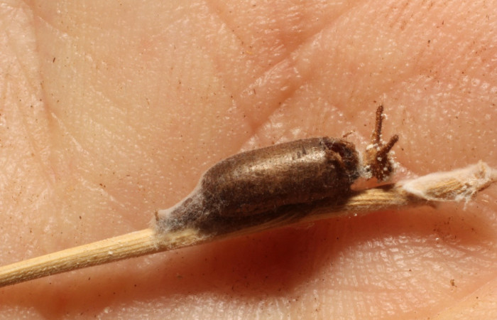Fig. 6 Capullo (Ichneumonidae), parásito de <i>Inbio hilara</i></i> (Nymphalidae). Gallinazo, Brasilia, 360m. 12-SRNP-65075-DHJ804483.