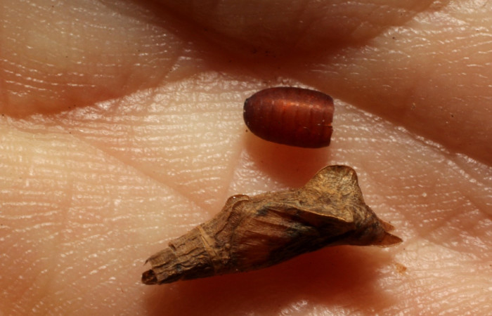 Fig. 7 Restos de pupario parasito de (Tachinidae) salió de larva <i>Inbio hilara</i></i> (Nymphalidae). Ingas, Sector Pitilla, 580m.11-SRNP-33586-DHJ803999.