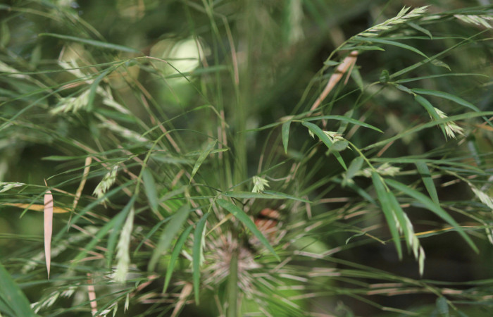 Fig. 8 Planta <i>Rhipidocladum racemiflorum</i></i> (Poaceae) hospedera de larva <i>Inbio hilara</i></i> (Nymphalidae), Los Almendros, Sector El Hacha, 290m.