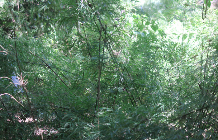 Fig. 9 Planta <i>Rhipidocladum racemiflorum</i></i> (Poaceae) hospedera de larva <i>Inbio hilara</i></i> (Nymphalidae), Los Almendros, Sector El Hacha, 290m.