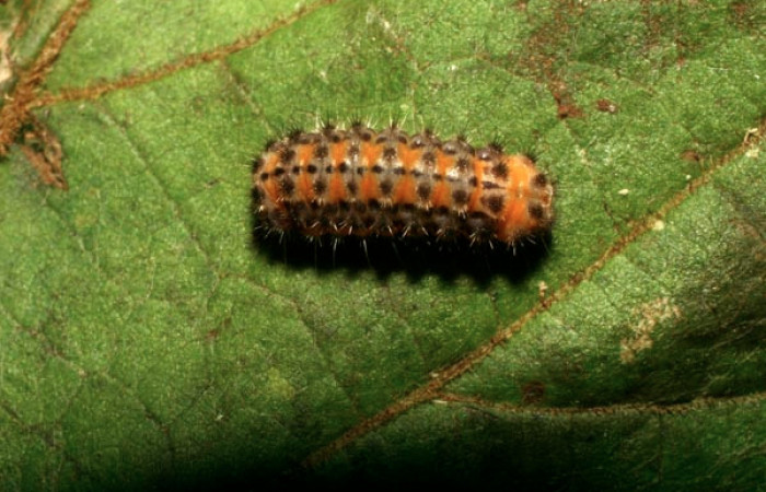 Figura 20. Larva <i>Acoloithus</i></i> Janzen20 (Zygaenidae), último estadío (U) vista dorsal, localidad Pasmompa, Sector Pitilla ACG (440m). Voucher: 08-SRNP-32258-DHJ445942.jpg.