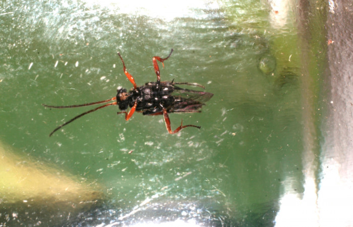 Figura 15. Adulto de parásito <i>Microcharops</i></i> Janzen29 (Ichneumonidae) que ataca a <i>Pampa</i></i> Janzen04 (Zygaenidae), localidad Pasmompa, Sector Pitilla ACG (440m). Voucher: 08-SRNP-32400-DHJ446045.jpg.