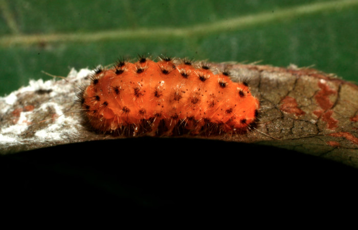 Figura 5. Larva <i>Pampa</i></i> Janzen04 (Zygaenidae), en estado de prepupa vista dorsal, localidad Pasmompa, Sector Pitilla ACG (440m). Voucher: 08-SRNP-32404-DHJ446050.jpg.