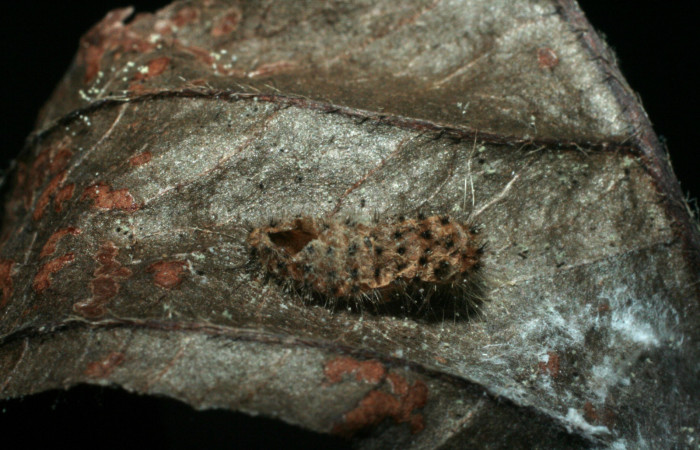 Figura 13. Restos de larva <i>Pampa</i></i> Janzen04 (Zygaenidae), atacada por parásito <i>Triraphis</i></i> Janzen13 (Braconidae) localidad Pasmompa, Sector Pitilla ACG (440m). Voucher: 08-SRNP-32404-DHJ462429.jpg.