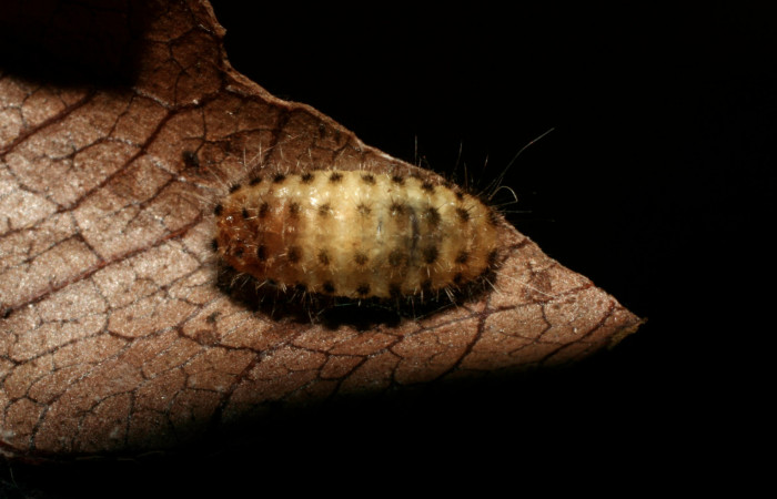 Figura 14. Momia de larva <i>Pampa</i></i> Janzen04 (Zygaenidae), atacada por parásito <i>Microcharops</i></i> Janzen29 (Ichneumonidae) localidad Pasmompa, Sector Pitilla ACG (440m). Voucher: 08-SRNP-32405-DHJ446055.jpg.