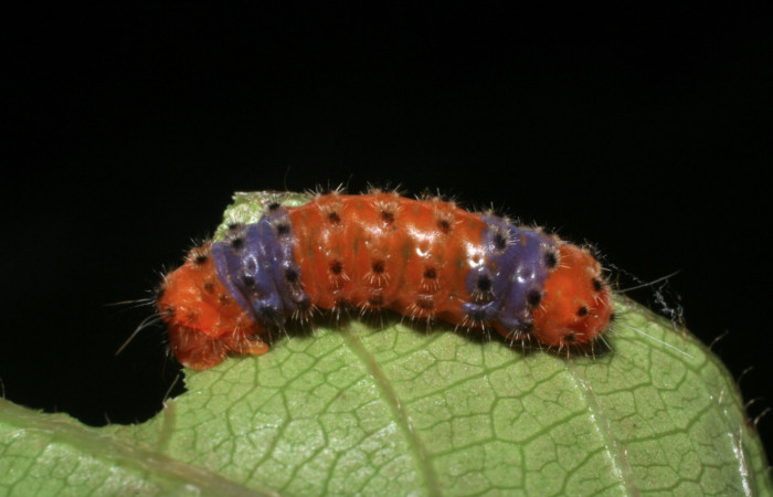Figura 4. Larva <i>Pampa</i></i> Janzen04 (Zygaenidae), último estadío (U) vista dorsal, localidad Colocho, Sector Pitilla ACG (375m). Voucher: 08-SRNP-32481-DHJ446120.jpg.