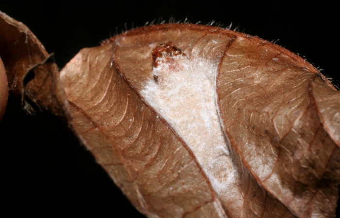 Figura 7. Pupa de <i>Pampa</i></i> Janzen04 (Zygaenidae), vista dorsal, localidad Colocho, Sector Pitilla ACG (375m). Voucher: 08-SRNP-32481-DHJ452333.jpg.