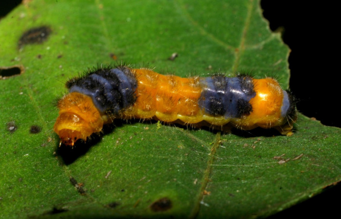 Figura 22. Larva zygjanzen01 Janzen09 (Zygaenidae), último  estadío (U) vista lateral, localidad Sendero Juntas, Sector Rincón Rain Forest ACG (400m). Voucher: 08-SRNP-40677-DHJ441918.jpg.