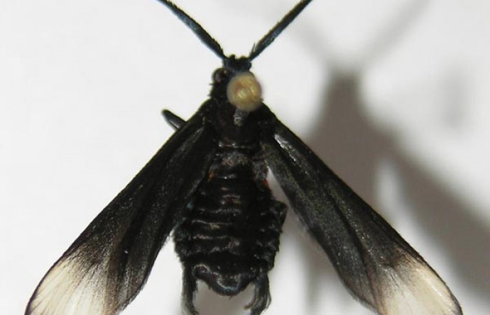 Figura 1. Adulto de <i>Pampa</i></i> Janzen04 (Zygaenidae), vista dorsal, localidad Estación Biológica Llanura, Sector Rincón Rain Forest ACG (135m). Voucher: 09-SRNP-44870-DHJ523034.jpg.