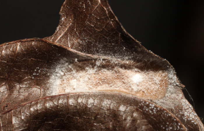 Figura 6. Capullo de <i>Pampa</i></i> Janzen04 (Zygaenidae), vista dorsal, localidad Estación Biológica Llanura, Sector Rincón Rain Forest ACG (135m). Voucher: 09-SRNP-44879-DHJ476553.jpg.