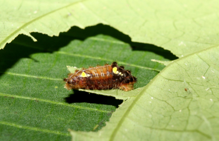 Figura 16. Larva <i>Pampa</i></i> Janzen03 (Zygaenidae), penúltimo estadío (PU) vista lateral, localidad Leonel Estación Biológica Quica, Sector Pitilla ACG (510m). Voucher: 12-SRNP-70300-DHJ494986.jpg.