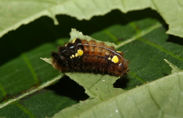 Figura 17. Larva <i>Pampa</i></i> Janzen03 (Zygaenidae), penúltimo estadío (PU) vista dorsal, localidad Leonel Estación Biológica Quica, Sector Pitilla ACG (510m). Voucher: 12-SRNP-70300-DHJ494990.jpg.