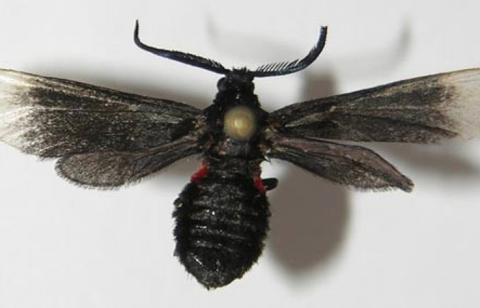 Figura 8. Adulto de <i>Pampa</i></i> Janzen04 (Zygaenidae), vista dorsal, localidad Flecha, Sector Rincón Rain Forest ACG (491m). Voucher: 12-SRNP-81187-DHJ579684.jpg.