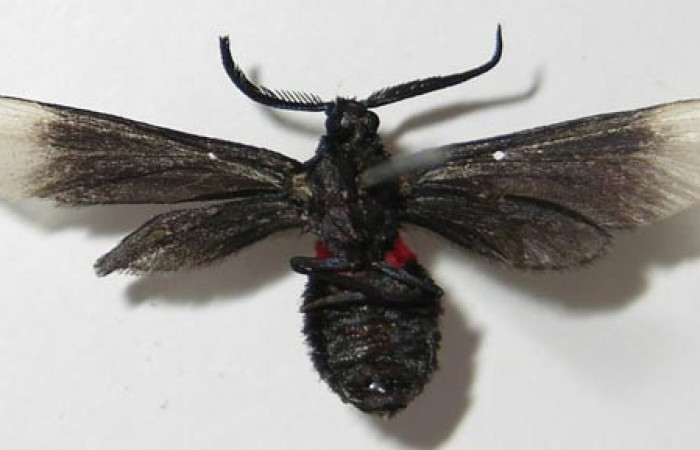 Figura 9. Adulto de <i>Pampa</i></i> Janzen04 (Zygaenidae), vista ventral, localidad Flecha, Sector Rincón Rain Forest ACG (491m). Voucher: 12-SRNP-81187-DHJ579685.jpg.