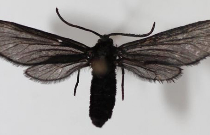 Figura 18. Adulto de <i>Pampa</i></i> Janzen03 (Zygaenidae), vista dorsal, localidad Sendero Memos, Sector Pitilla ACG (740m). Voucher: 13-SRNP-31716-DHJ590224.jpg.
