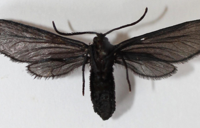 Figura 19. Adulto de <i>Pampa</i></i> Janzen04 (Zygaenidae), vista ventral, localidad Sendero Memos, Sector Pitilla ACG (740m). Voucher: 13-SRNP-31716-DHJ590225.jpg.