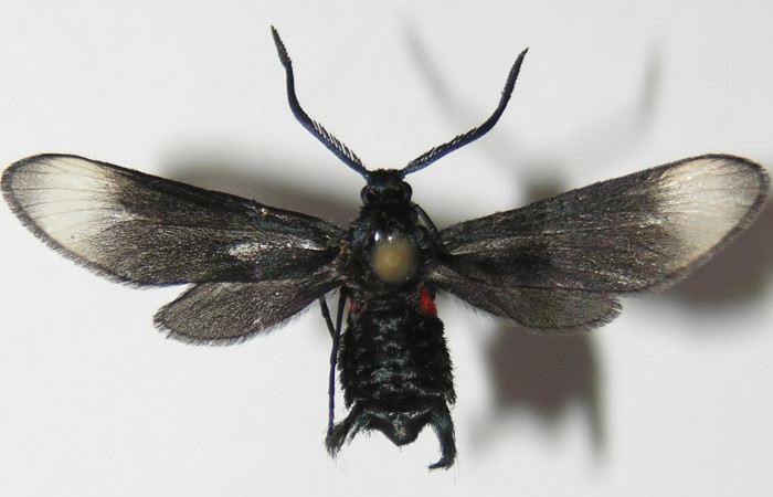 Figura 10. Adulto de <i>Pampa</i></i> Janzen04 (Zygaenidae), vista dorsal, localidad Camino Río Negro, Sector Rincón Rain Forest ACG (373m). Voucher: 13-SRNP-43210-DHJ573226.jpg.