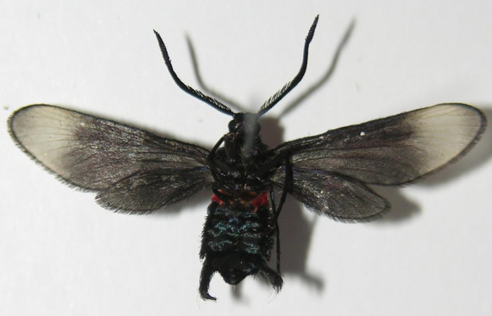 Figura 11. Adulto de <i>Pampa</i></i> Janzen04 (Zygaenidae), vista ventral, localidad Camino Río Negro, Sector Rincón Rain Forest ACG (373m). Voucher: 13-SRNP-43210-DHJ573227.jpg.