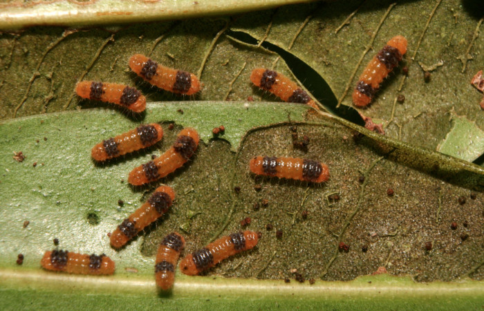 Figura 2. Larvas <i>Pampa</i></i> Janzen04 (Zygaenidae), tercer estadío (PPU) vista dorsal, localidad Quebradona Estación Biológica Quica, Sector Pitilla ACG (475m). Voucher: 14-SRNP-70490-DHJ722166.jpg.