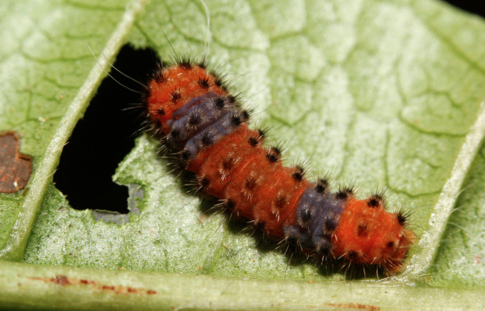Figura 3. Larva <i>Pampa</i></i> Janzen04 (Zygaenidae), penúltimo estadío (PU) vista dorsal, localidad Camino Río Niño, Sector Rincón Rain Forest ACG (326m). Voucher: 15-SRNP-26125-DHJ730064.jpg.