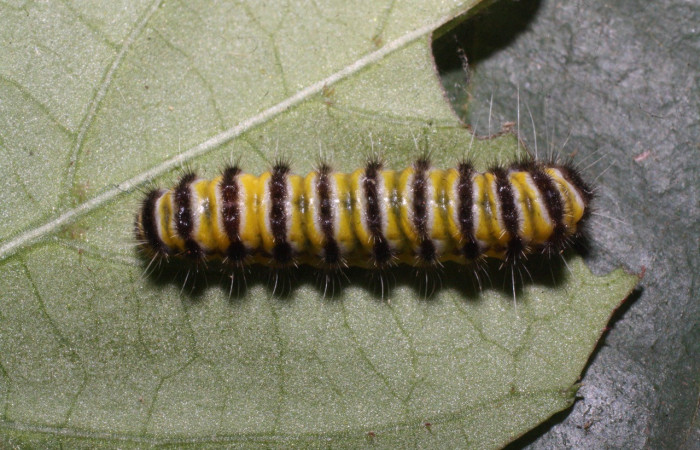 Figura 24. Larva <i>Harrisinia</i></i> Janzen17 (Zygaenidae), último estadío (U) vista dorsal, localidad Tangelo, Sector Del Oro ACG (410m). Voucher: 16-SRNP-20488-DHJ710523.jpg.