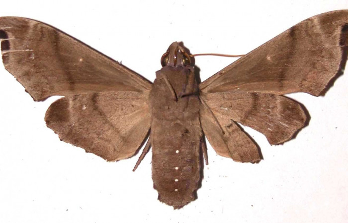 Fig. 04. Hembra de <i>Madoryx bubastus</i></i> (Sphingidae), vista ventral. 80mm longitud. Voucher: 94-SRNP-7435-DHJ35371.jpg.