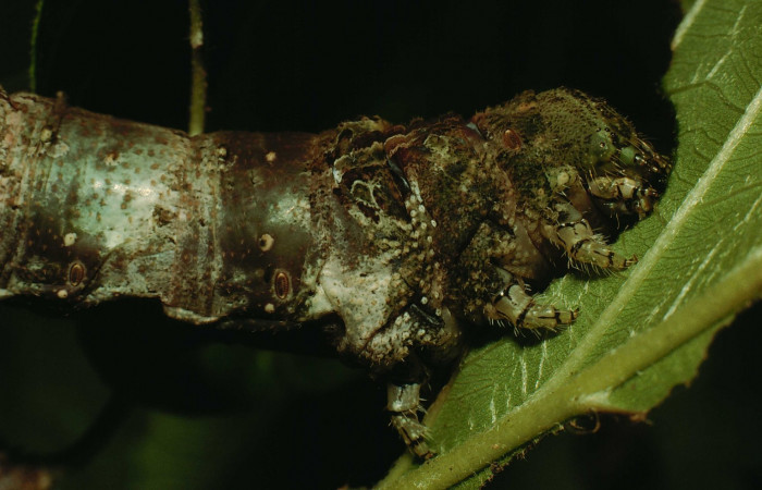 Fig. 08. Larva de <i>Madoryx bubastos</i></i> (Sphingidae), vista lateral del torax, longitud no indicada, fotografiada Junio 1995. Voucher: 95-SRNP-4536-DHJ22884.jpg.