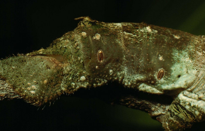 Fig. 09. Larva de <i>Madoryx bubastos</i></i> (Sphingidae), vista lateral del último tercio del cuerpo, longitud no indicada, fotografiada Junio 1995. Voucher: 95-SRNP-4536-DHJ22895.jpg.