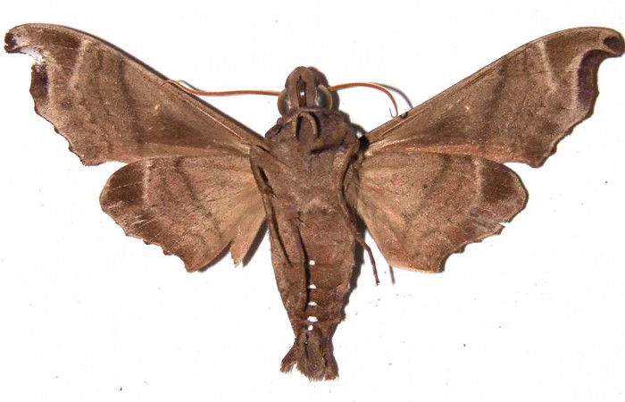 Fig. 02. Macho de <i>Madoryx bubastus</i></i> (Sphingidae), vista ventral. 71mm longitud. Voucher: 89-SRNP-828-DHJ35373.jpg.