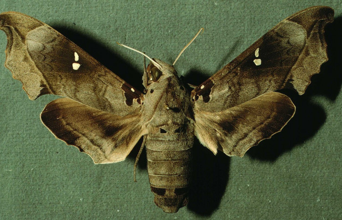 Fig. 05. Adulto de <i>Madoryx oiclus</i></i> (Sphingidae), hembra vista dorsal, 93mm longitud. Voucher: INBIOCRI002795424.jpg.