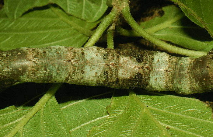 Fig. 07. Larva de <i>Madoryx bubastos</i></i> (Sphingidae), vista dorsal, longitud no indicada, fotografiada Junio 1995. Voucher: 95-SRNP-4536-DHJ22912.jpg.