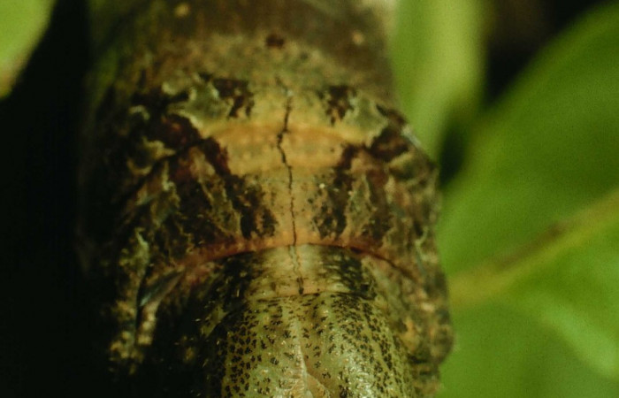 Fig. 10. Larva de <i>Madoryx bubastos</i></i> (Sphingidae), cabeza vista de frente, longitud no indicada, fotografiada Junio 1995. Voucher: 95-SRNP-4536-DHJ22944.jpg