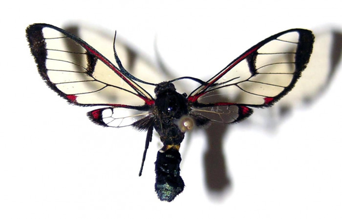 Fig. 1 Vista dorsal de <i>Argyroeides notha</i></i> (Erebidae) (03-SRNP-25954-DHJ94130).