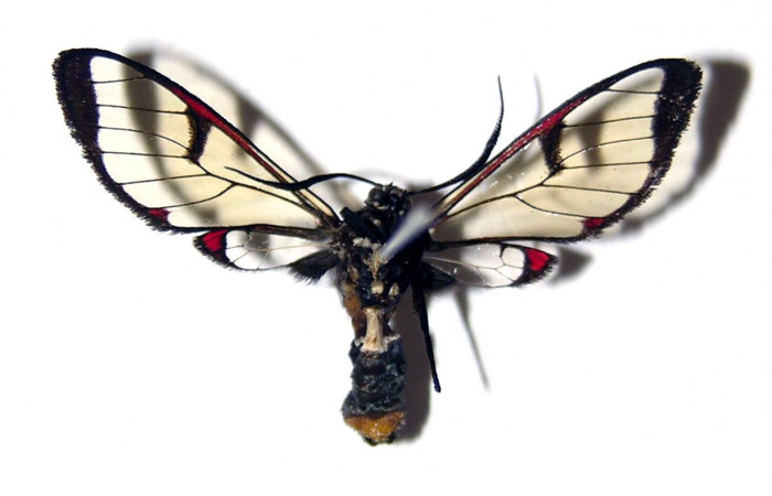 Fig. 2 Vista ventral de <i>Argyroeides notha</i></i> (Erebidae) (03-SRNP-25954-DHJ94131).
