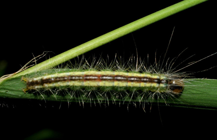 Fig. 3 Posición dorsal del último estadio de la oruga <i>Argyroeides notha</i></i> (Erebidae) sobre <i>Guadua paniculata</i></i> (Poaceae) Vado Ocotea, Sector Mundo Nuevo 10 de Julio 2007. (07-SRNP-58041-DHJ428607).