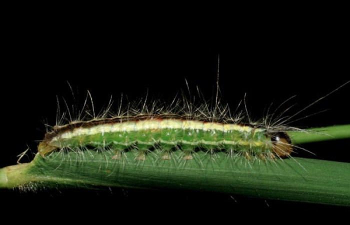 Fig. 4 Posición lateral del último estadio de la oruga <i>Argyroeides notha</i></i> (Erebidae) sobre <i>Guadua paniculata</i></i> (Poaceae) Vado Ocotea, Sector Mundo Nuevo 10 de Julio 2007. (07-SRNP-58041-DHJ428610).