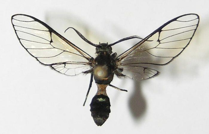 Fig. 6 Posición dorsal de <i>Argyroeides</i></i> janzen02 (Erebidae) (11-SRNP-72713-DHJ579656).