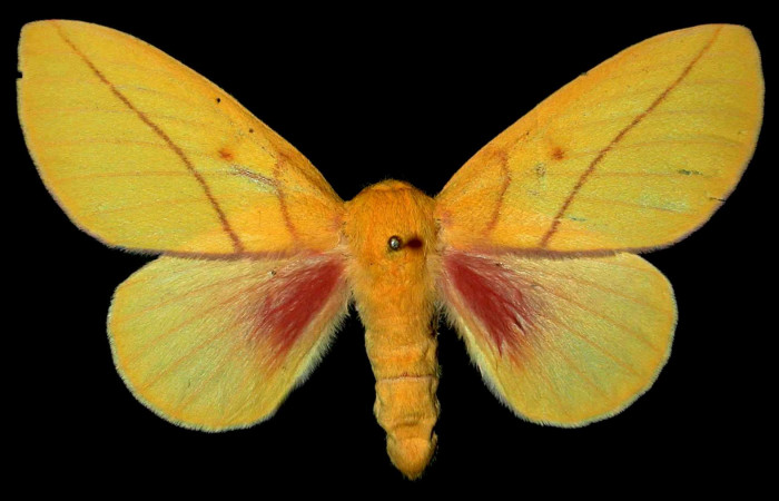 Fg.1. Adulto vista dorsal de la hembra Syssphinx jennyphillipsae (Saturnidae), mide 50mm. Luces Sector Santa Rosa, 300 m. 81-SRNP-824.35-DHJ31359.